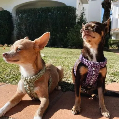 Handmade pet collar design