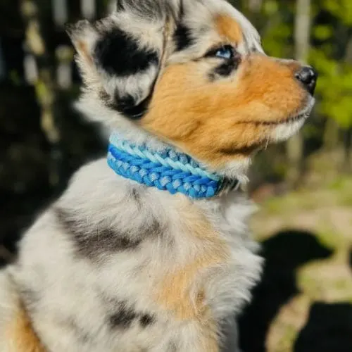 Handmade pet collar design