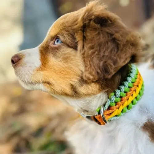 Handmade pet collar design