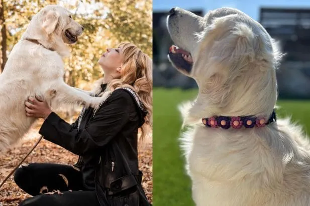 Custom handmade pet collar